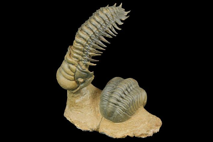 Flying Crotalocephalina Trilobite With Reedops - Atchana, Morocco #170751